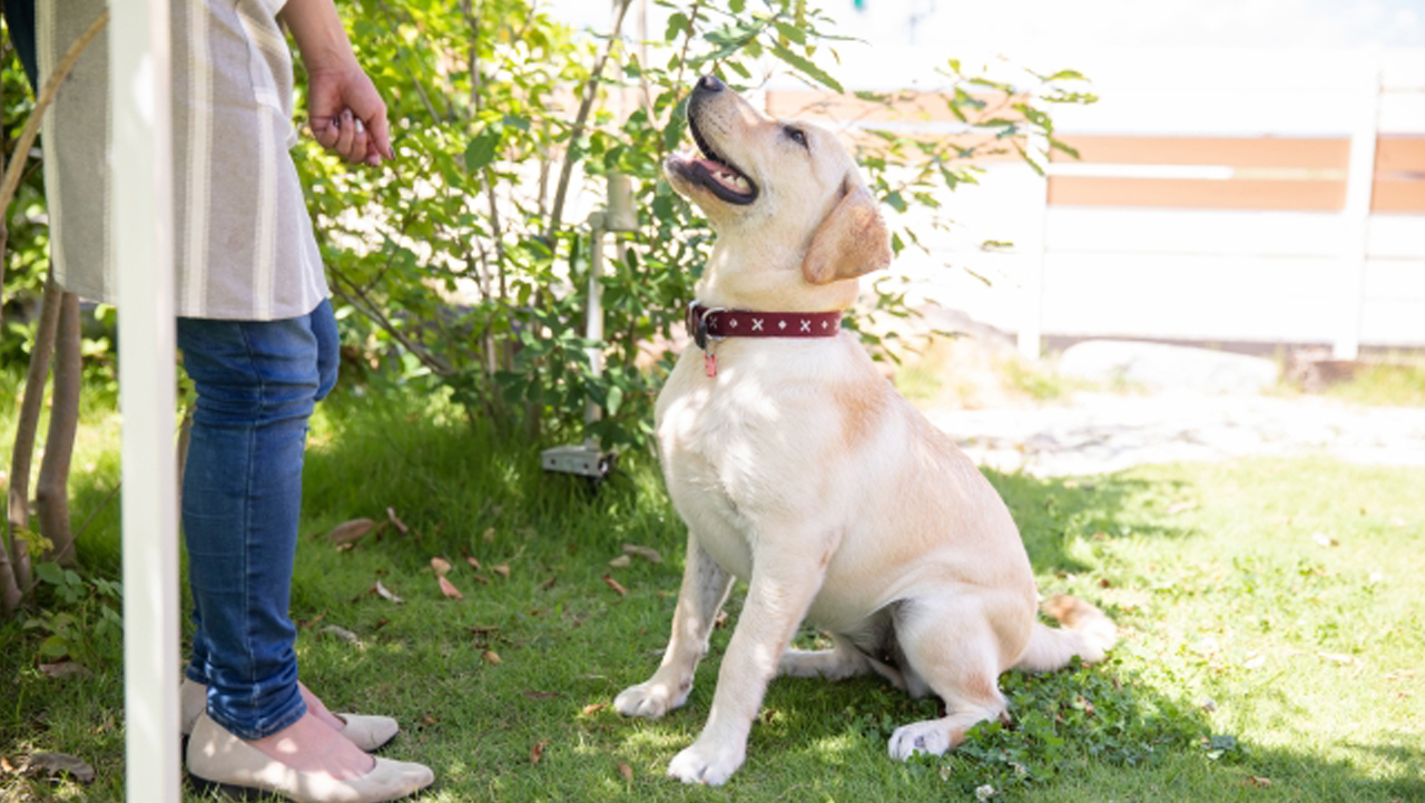 家庭犬トレーニング