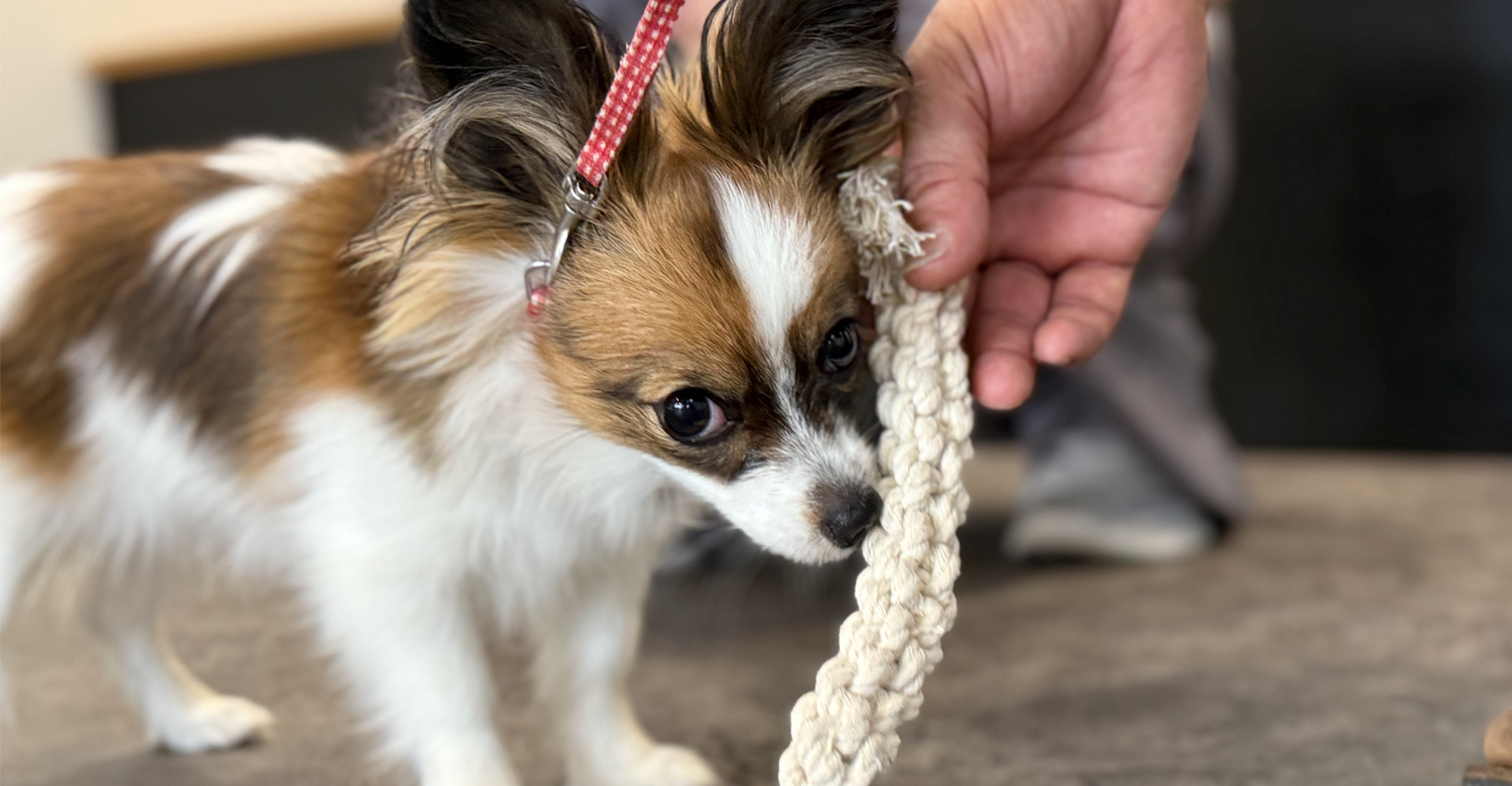 パピーレッスン