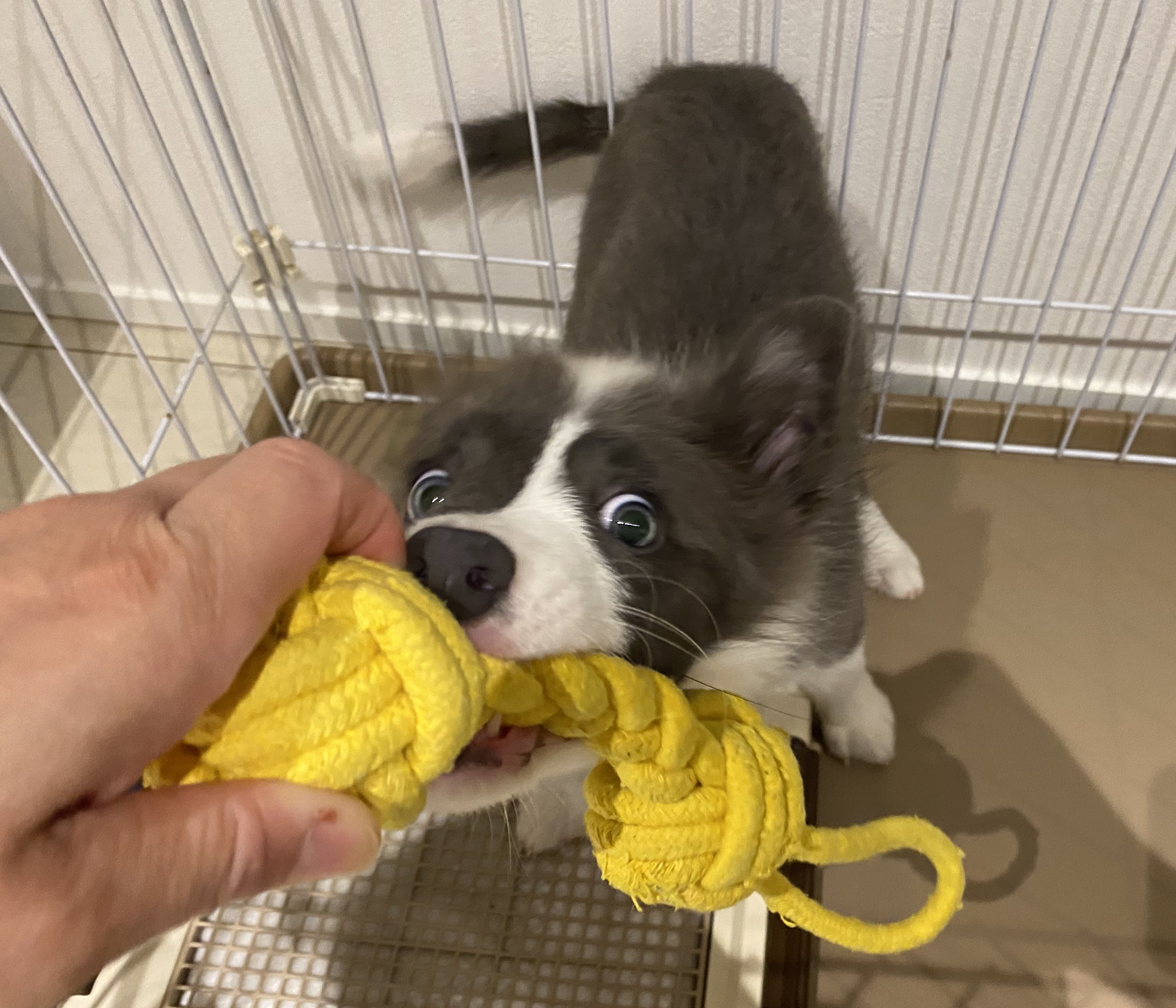 パピーレッスン